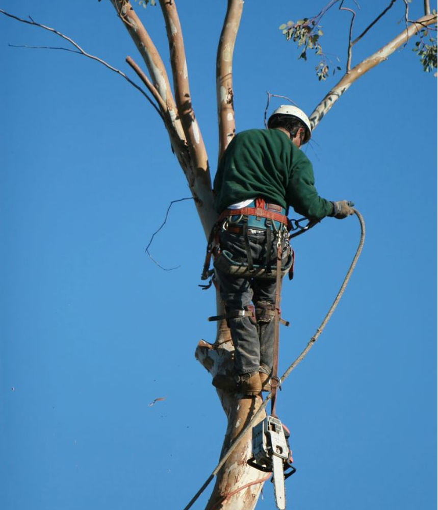 tree cutting