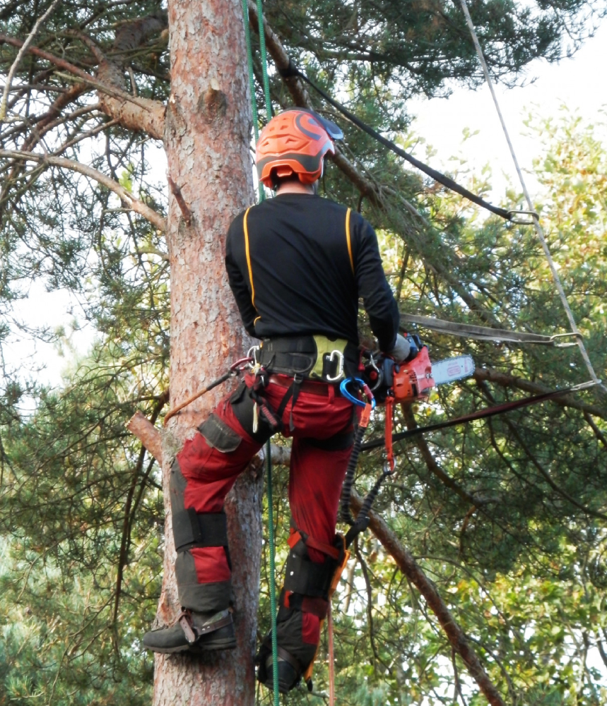 tree cutting
