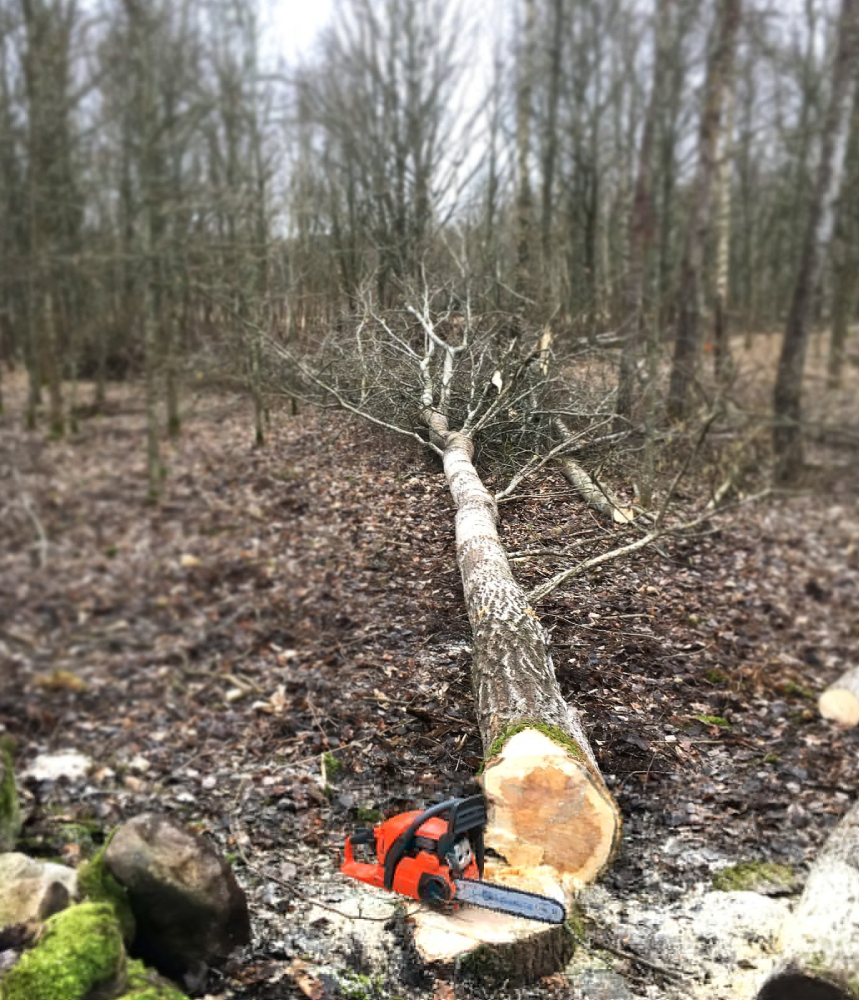tree falling