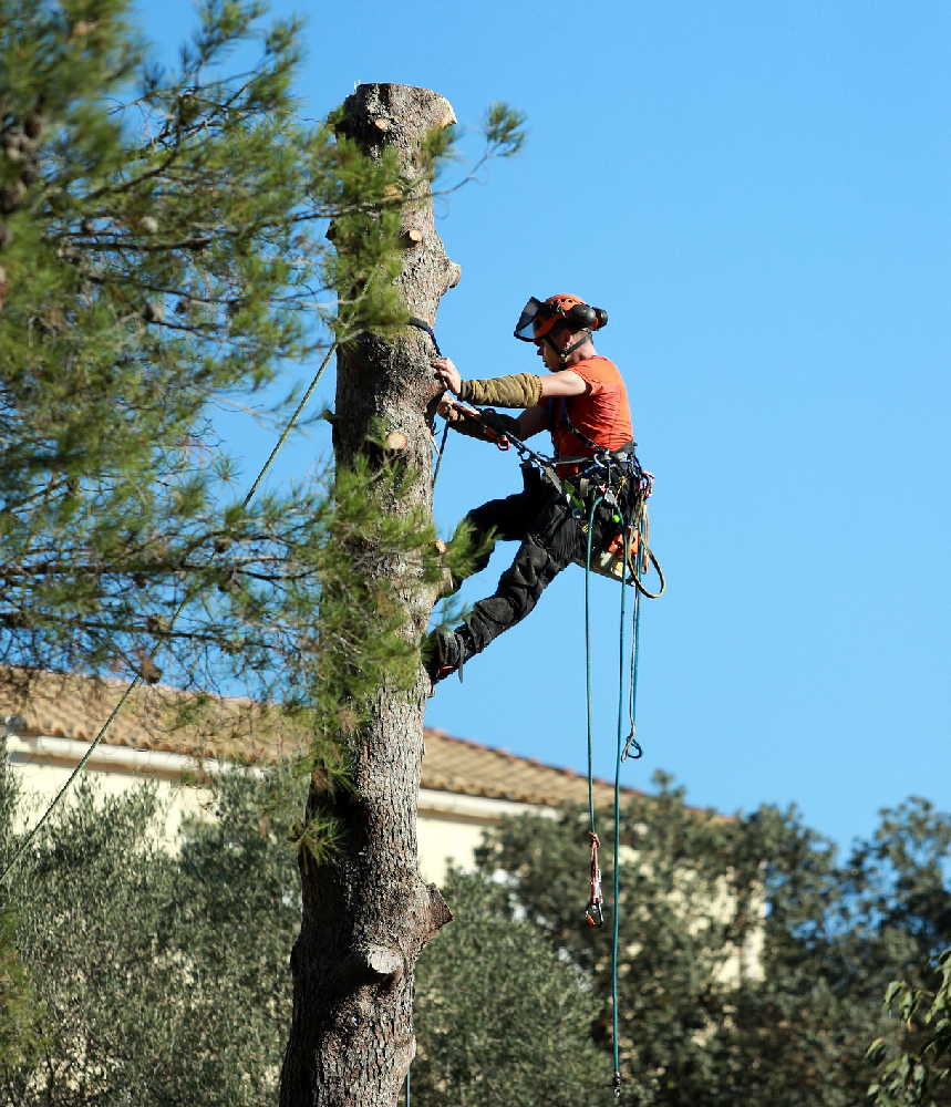tree removal
