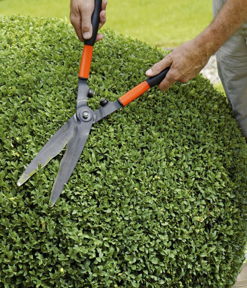 hedge trimming