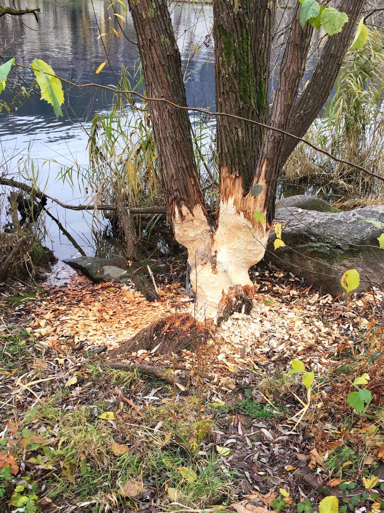 tree cutting