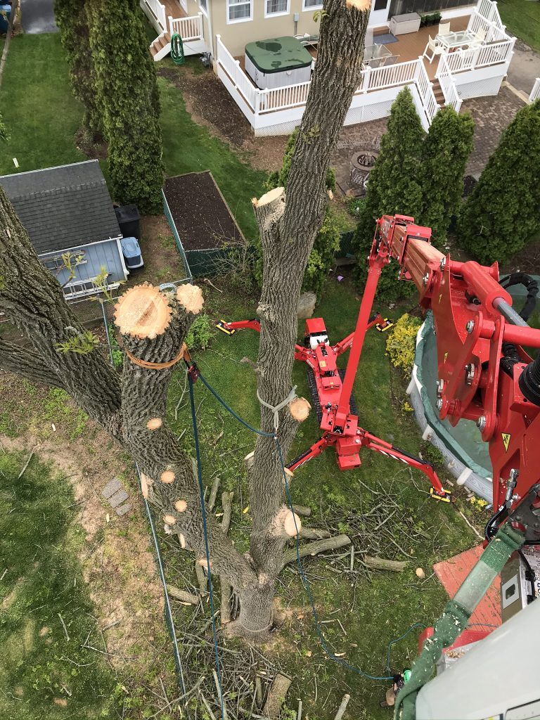 crane with tree