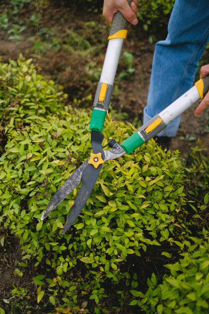 Hedge Trimming