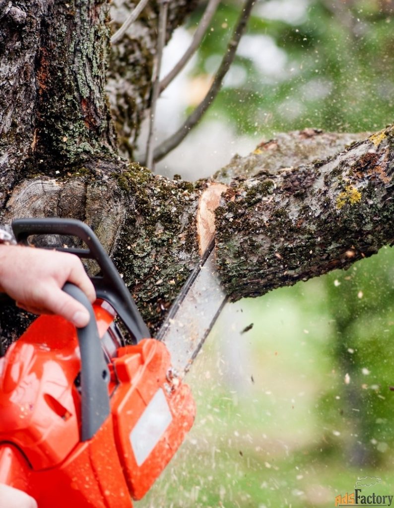 tree lopping