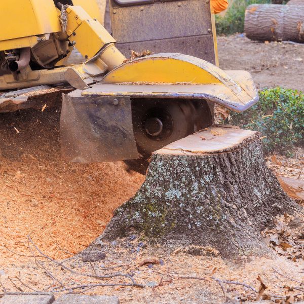 Stump Grinding Near Me