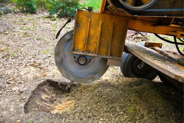Stump Grinding Services Near Me