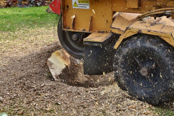Stump Removal Near Me