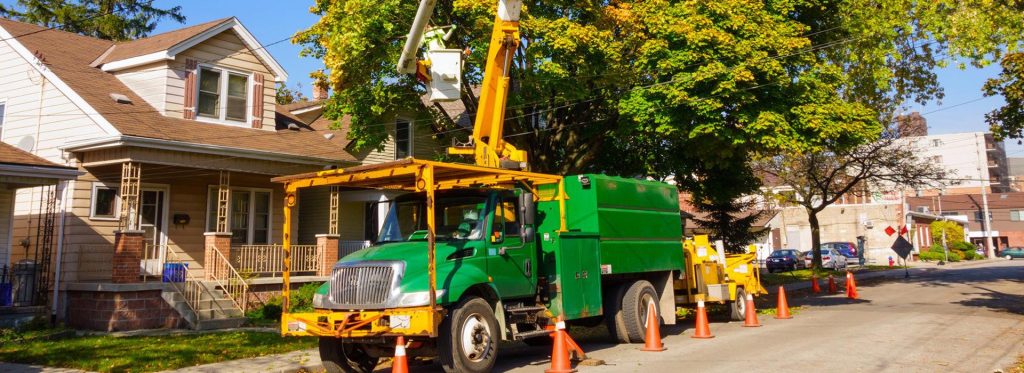 Tree Felling removal