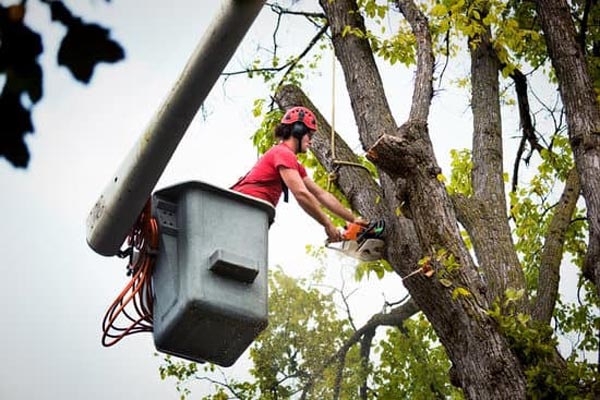 Tree Removal Near Me