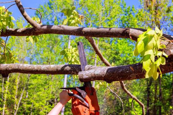 Tree Felling Near Me