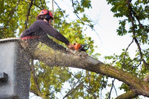Tree Removal Services Brisbane