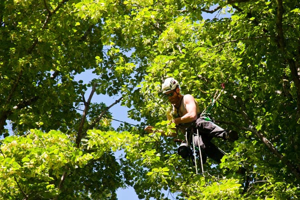 Tree Lopping Near Me