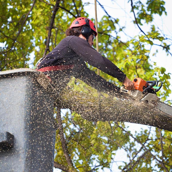 Tree Lopping Near Me