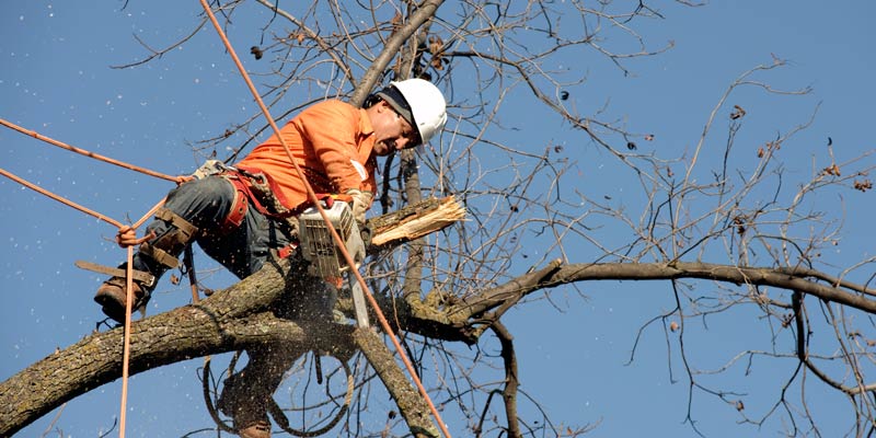 The Benefits of Hiring a Professional Tree Lopper